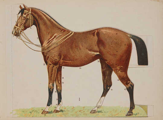 Урусов С.П. Две книги о лошадях